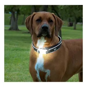 DGS Comet LED Safety Collar