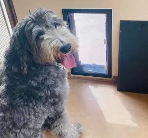 Dog Door - Wall Model
