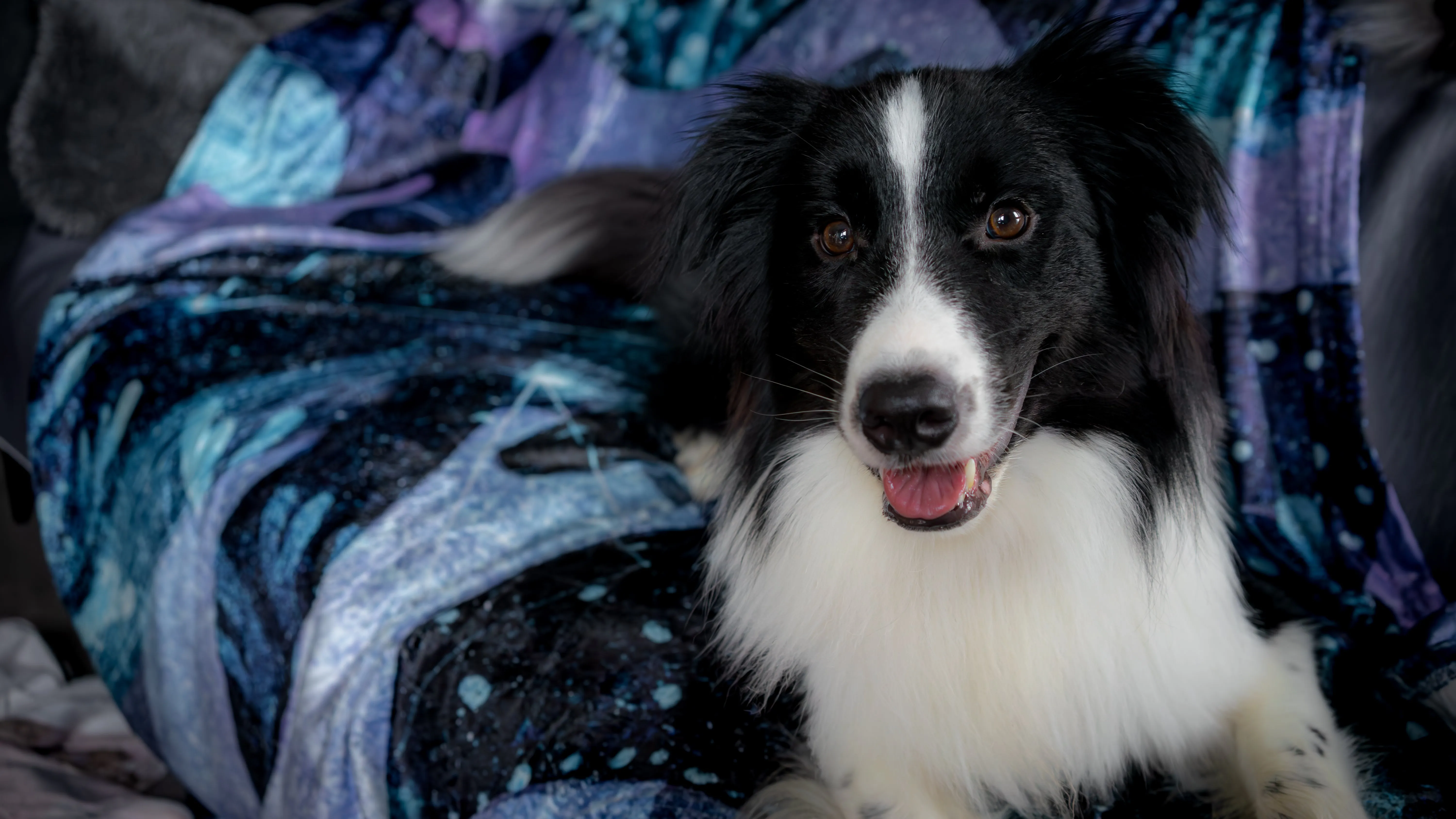 PawfectSnugs Flannel Blanket