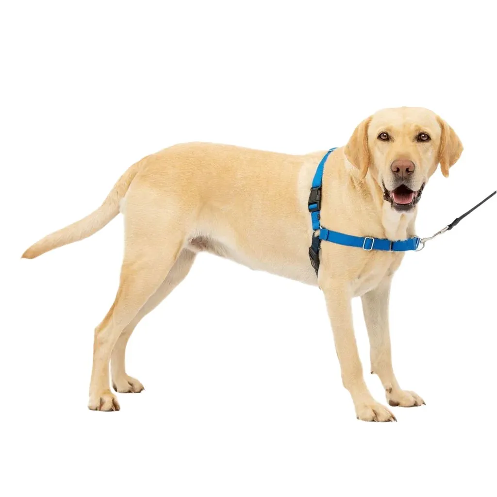 PetSafe Easy Walk Dog Harness Royal Blue/Navy