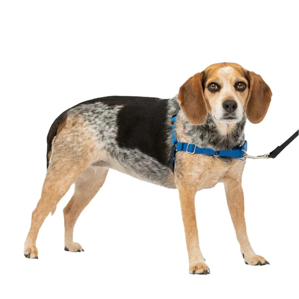 PetSafe Easy Walk Dog Harness Royal Blue/Navy