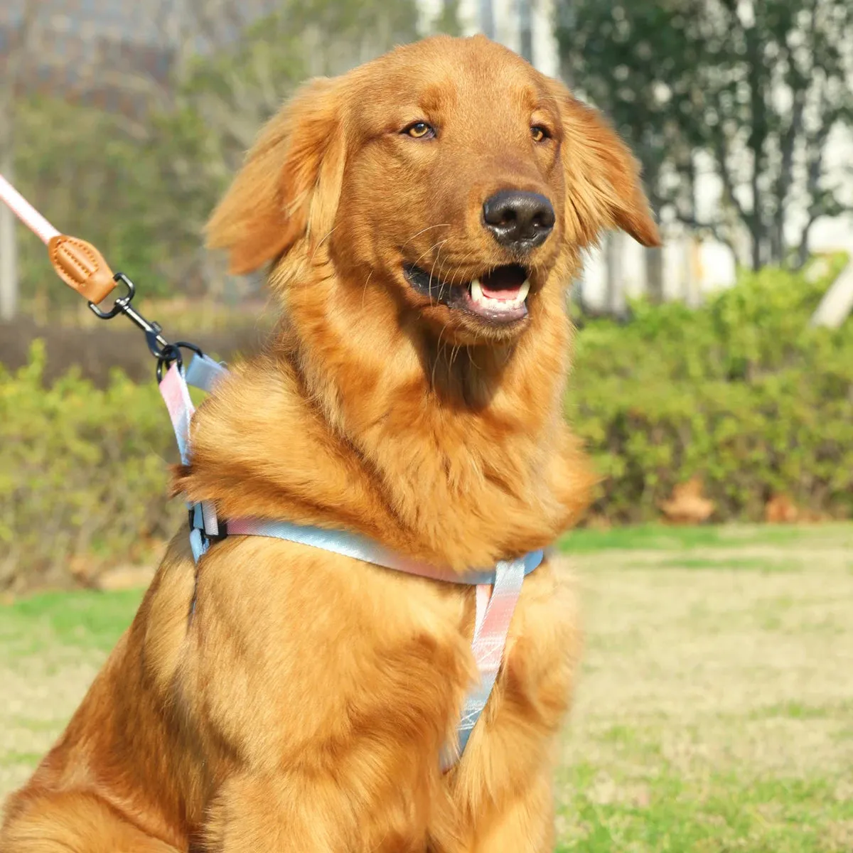Stylish Pet Vest Harness and Leash Combo